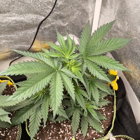 GG4 Sherbet FF growlog timeline photo