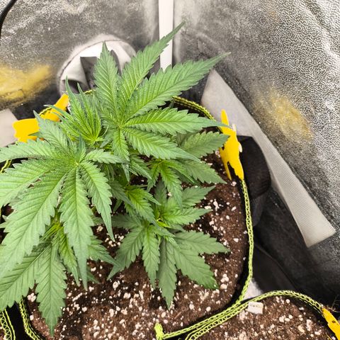 GG4 Sherbet FF growlog timeline photo