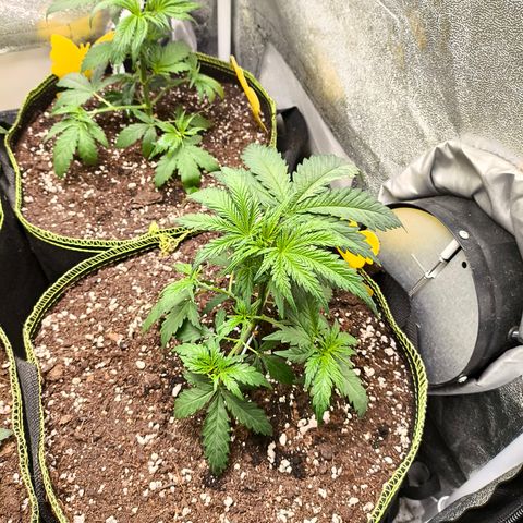 Gorilla Cookies FF growlog timeline photo
