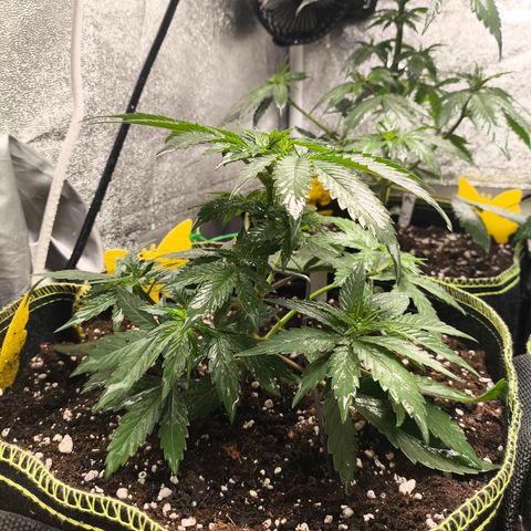 Tropicana Cookies FF growlog timeline photo