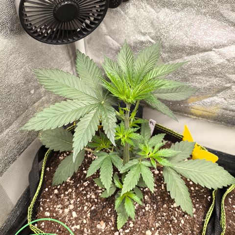 Purple Lemonade FF growlog timeline photo