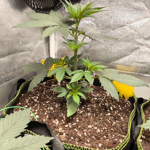 Purple Lemonade FF growlog timeline photo