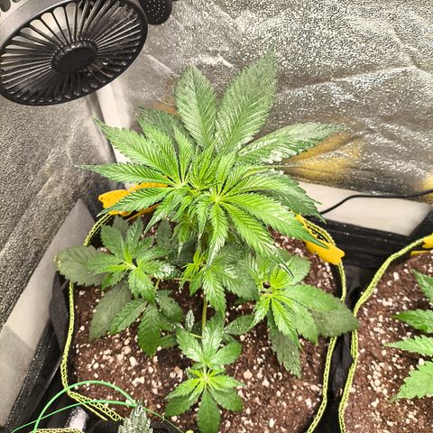 Purple Lemonade FF growlog timeline photo