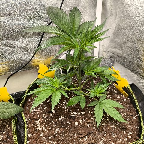 GG4 Sherbet FF growlog timeline photo