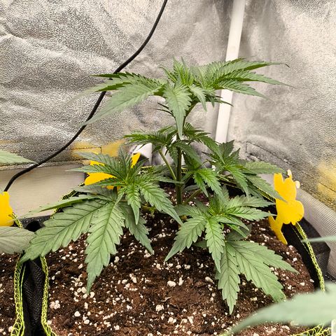 GG4 Sherbet FF growlog timeline photo