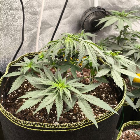 Tropicana Cookies FF growlog timeline photo
