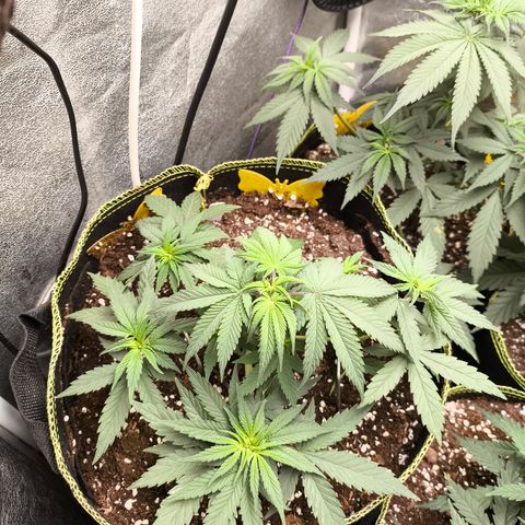 Tropicana Cookies FF growlog timeline photo