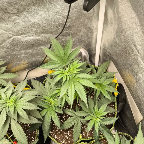 GG4 Sherbet FF growlog timeline photo
