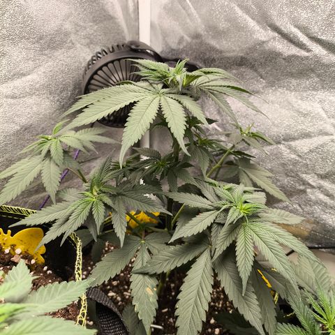 Purple Lemonade FF growlog timeline photo