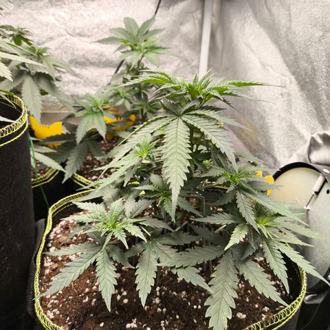 Gorilla Cookies FF growlog timeline photo