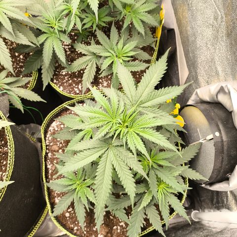 Gorilla Cookies FF growlog timeline photo