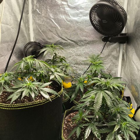Tropicana Cookies FF growlog timeline photo