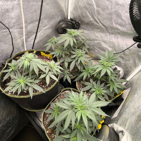 Tropicana Cookies FF growlog timeline photo