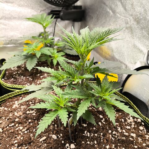 Gorilla Cookies FF growlog timeline photo