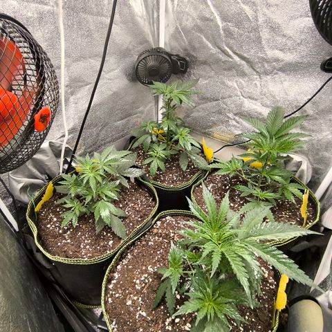 Tropicana Cookies FF growlog timeline photo