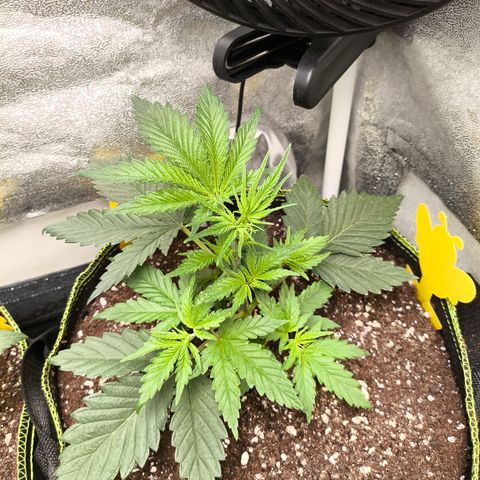 GG4 Sherbet FF growlog timeline photo
