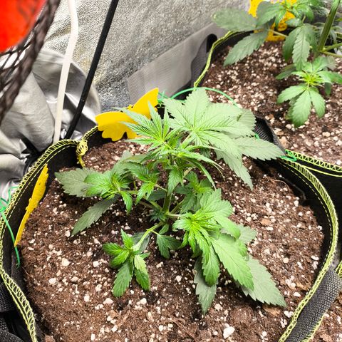 Tropicana Cookies FF growlog timeline photo