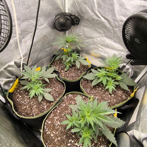 Tropicana Cookies FF growlog timeline photo