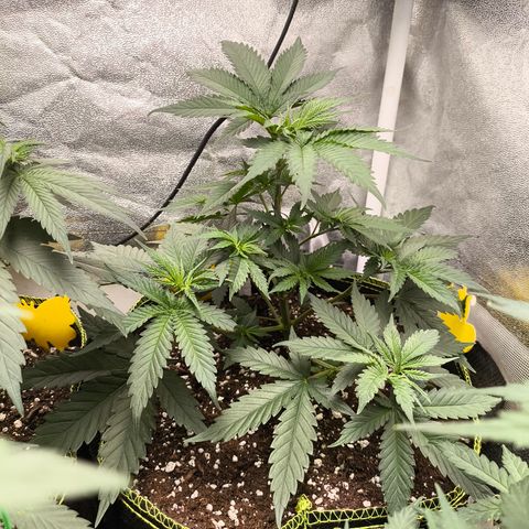 GG4 Sherbet FF growlog timeline photo