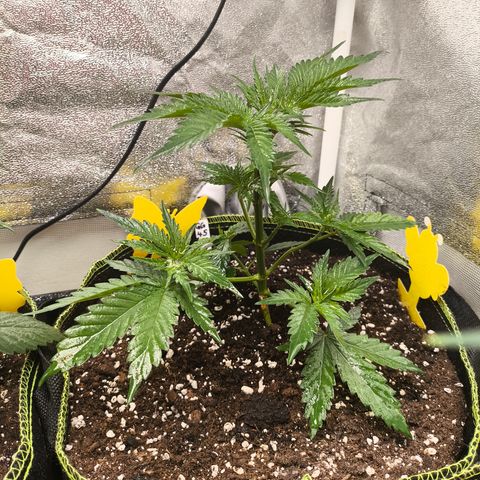 GG4 Sherbet FF growlog timeline photo