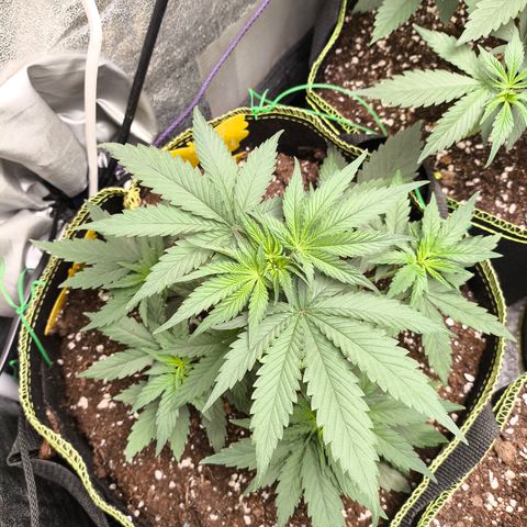 Tropicana Cookies FF growlog timeline photo