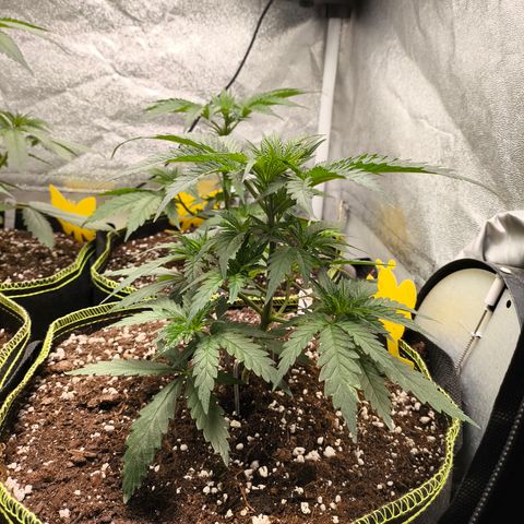 Gorilla Cookies FF growlog timeline photo