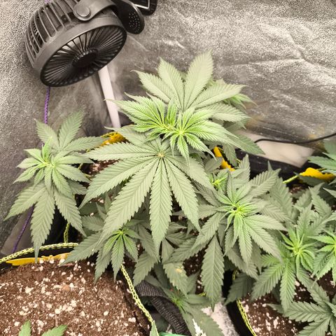 Purple Lemonade FF growlog timeline photo