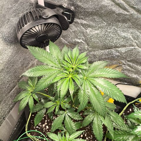 Purple Lemonade FF growlog timeline photo
