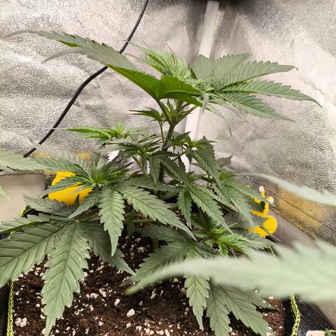 GG4 Sherbet FF growlog timeline photo