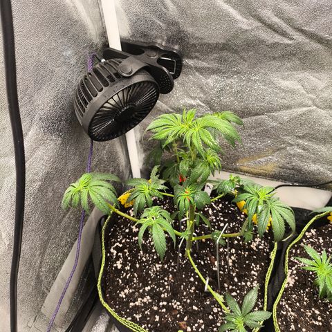 Purple Lemonade FF growlog timeline photo