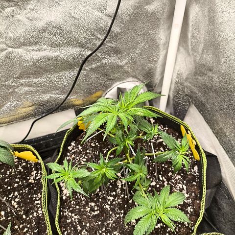 GG4 Sherbet FF growlog timeline photo