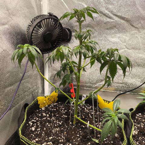 Purple Lemonade FF growlog timeline photo