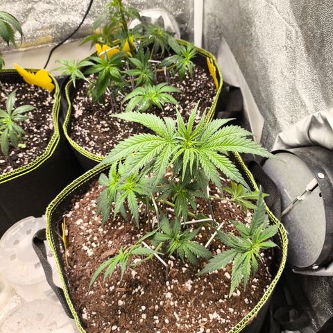 Gorilla Cookies FF growlog timeline photo