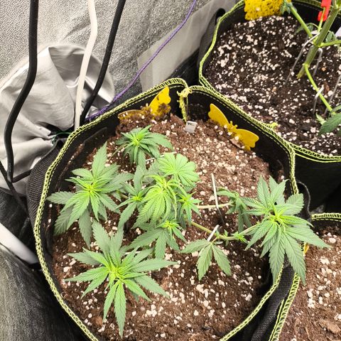 Tropicana Cookies FF growlog timeline photo