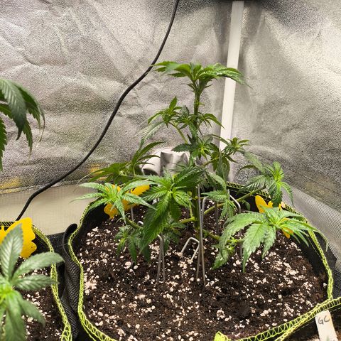 GG4 Sherbet FF growlog timeline photo