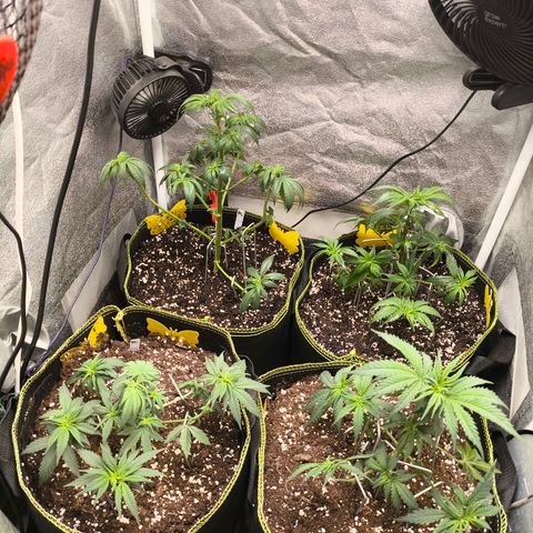 Tropicana Cookies FF growlog timeline photo