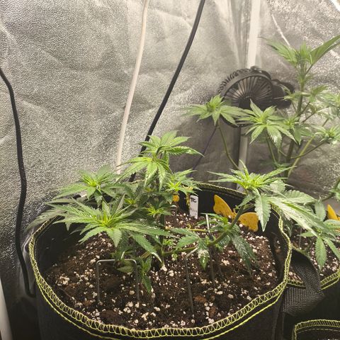 Tropicana Cookies FF growlog timeline photo