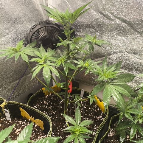 Purple Lemonade FF growlog timeline photo