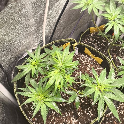 Tropicana Cookies FF growlog timeline photo
