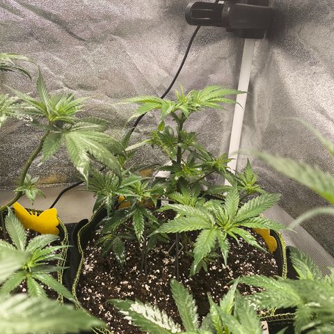 GG4 Sherbet FF growlog timeline photo