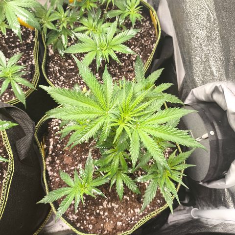 Gorilla Cookies FF growlog timeline photo