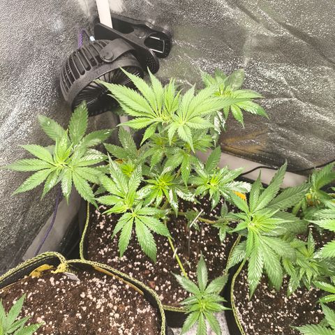Purple Lemonade FF growlog timeline photo