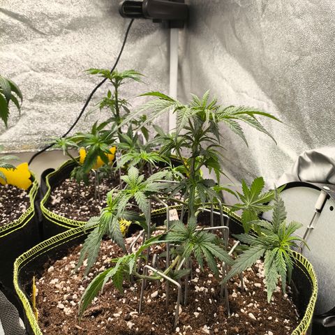 Gorilla Cookies FF growlog timeline photo