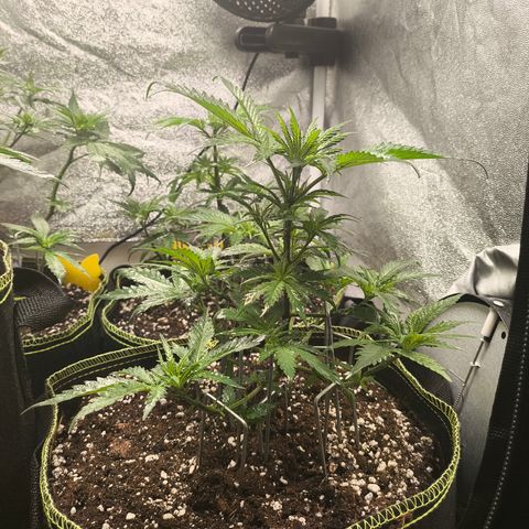Gorilla Cookies FF growlog timeline photo