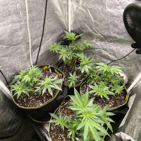 Tropicana Cookies FF growlog timeline photo