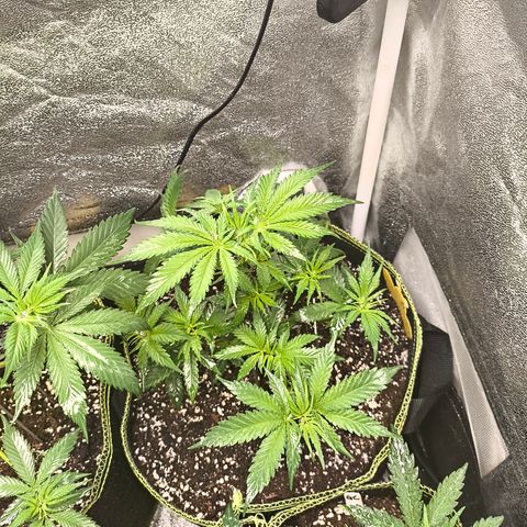 GG4 Sherbet FF growlog timeline photo