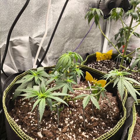 Tropicana Cookies FF growlog timeline photo