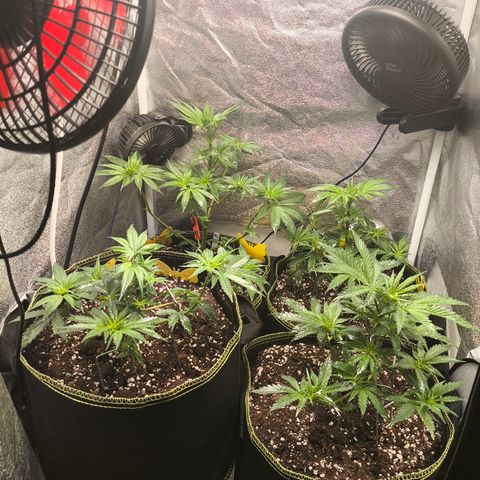 Tropicana Cookies FF growlog timeline photo