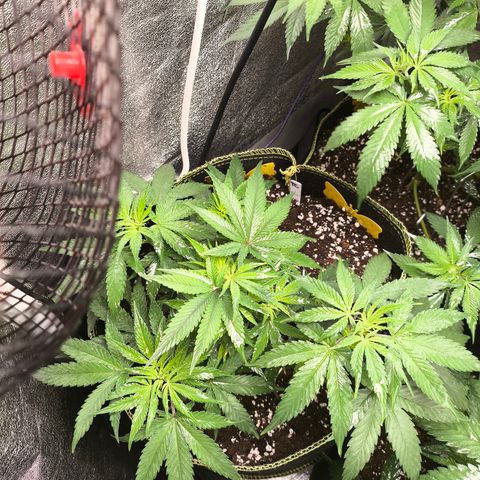 Tropicana Cookies FF growlog timeline photo