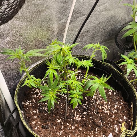 Tropicana Cookies FF growlog timeline photo